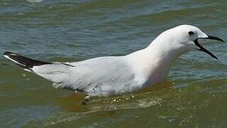 Slender-billed Gull