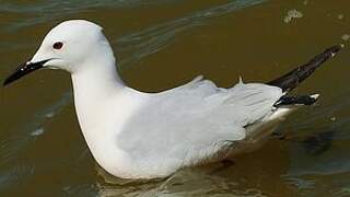 Slender-billed Gull