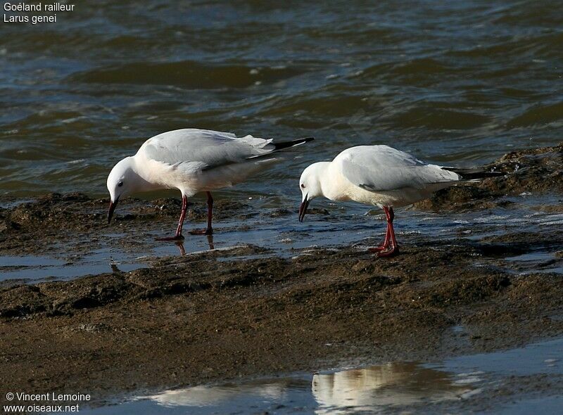 Slender-billed Gulladult breeding