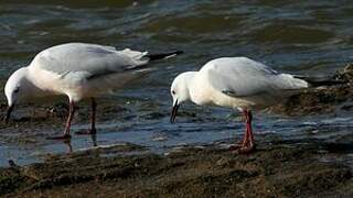 Slender-billed Gull