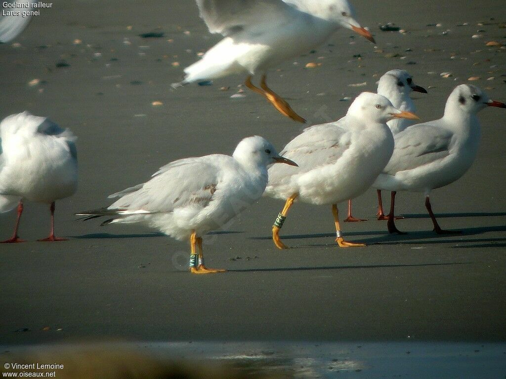 Slender-billed Gull