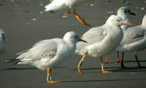 Slender-billed Gull