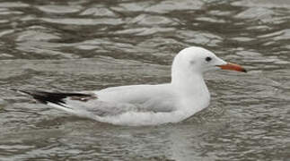 Slender-billed Gull