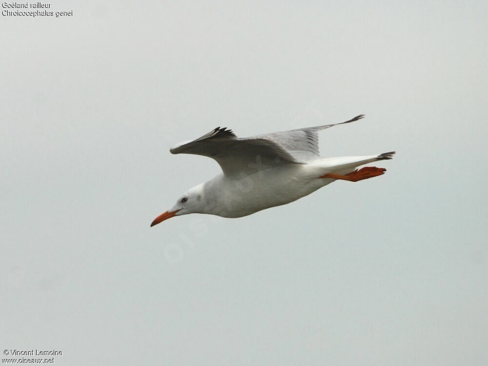 Slender-billed Gull