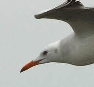 Slender-billed Gull