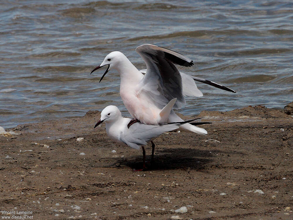 Slender-billed Gulladult breeding, mating.