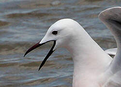 Slender-billed Gull