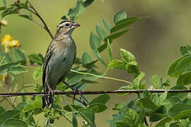 Bobolink