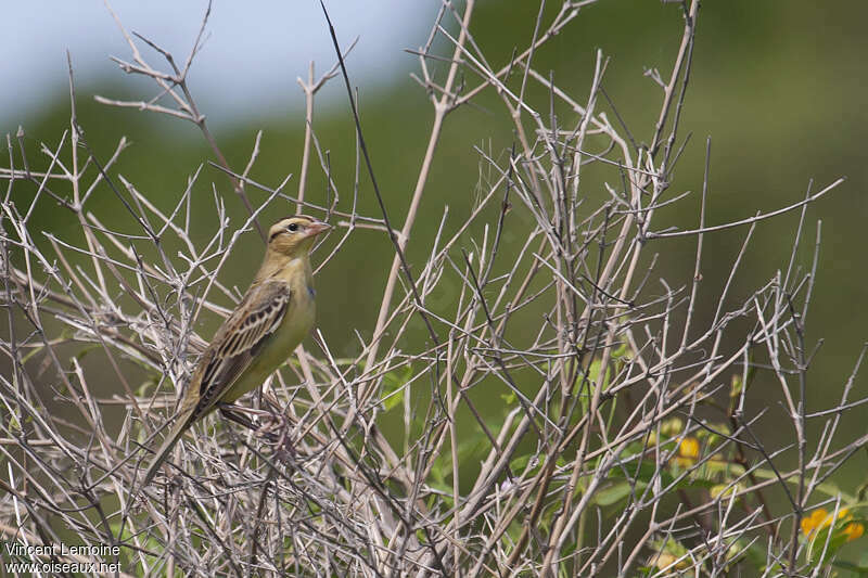 Bobolink female adult, identification