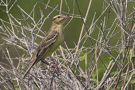 Bobolink