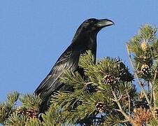 Northern Raven