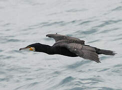 Great Cormorant