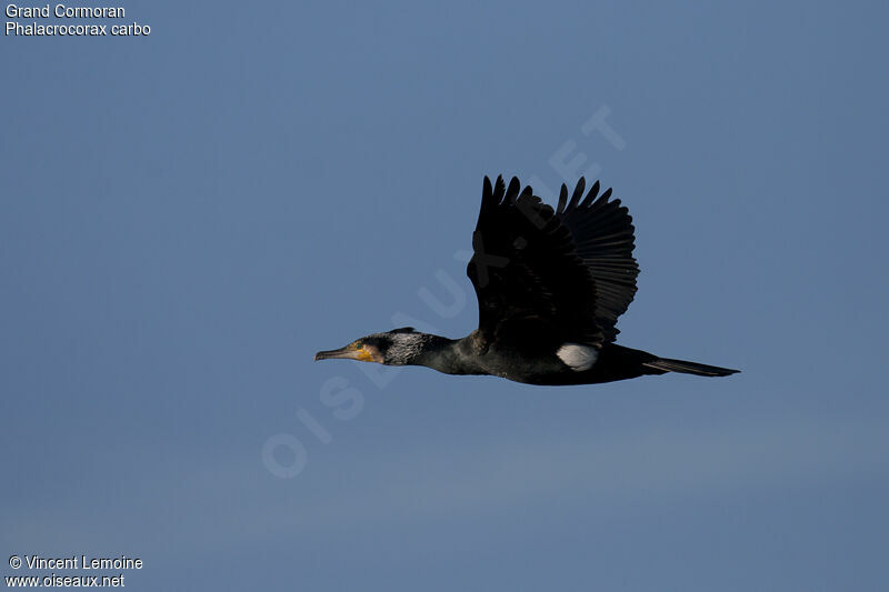 Grand Cormoranadulte