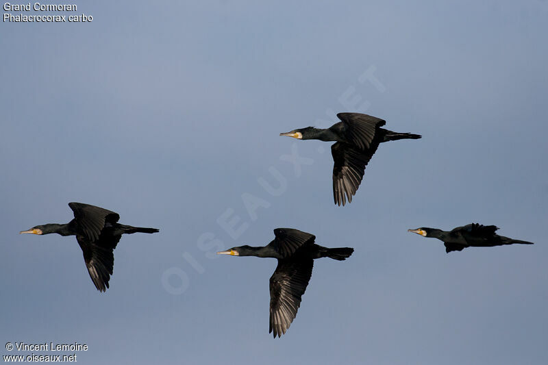 Great Cormorant