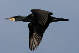 Great Cormorant