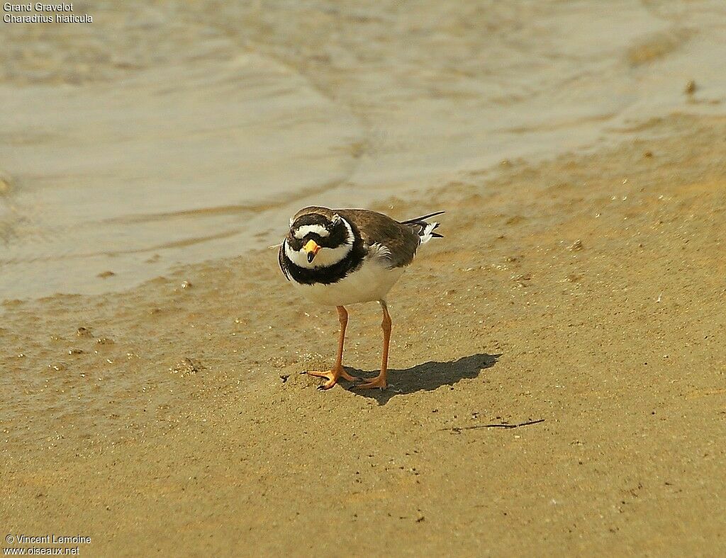 Common Ringed Plover male adult breeding