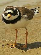 Common Ringed Plover