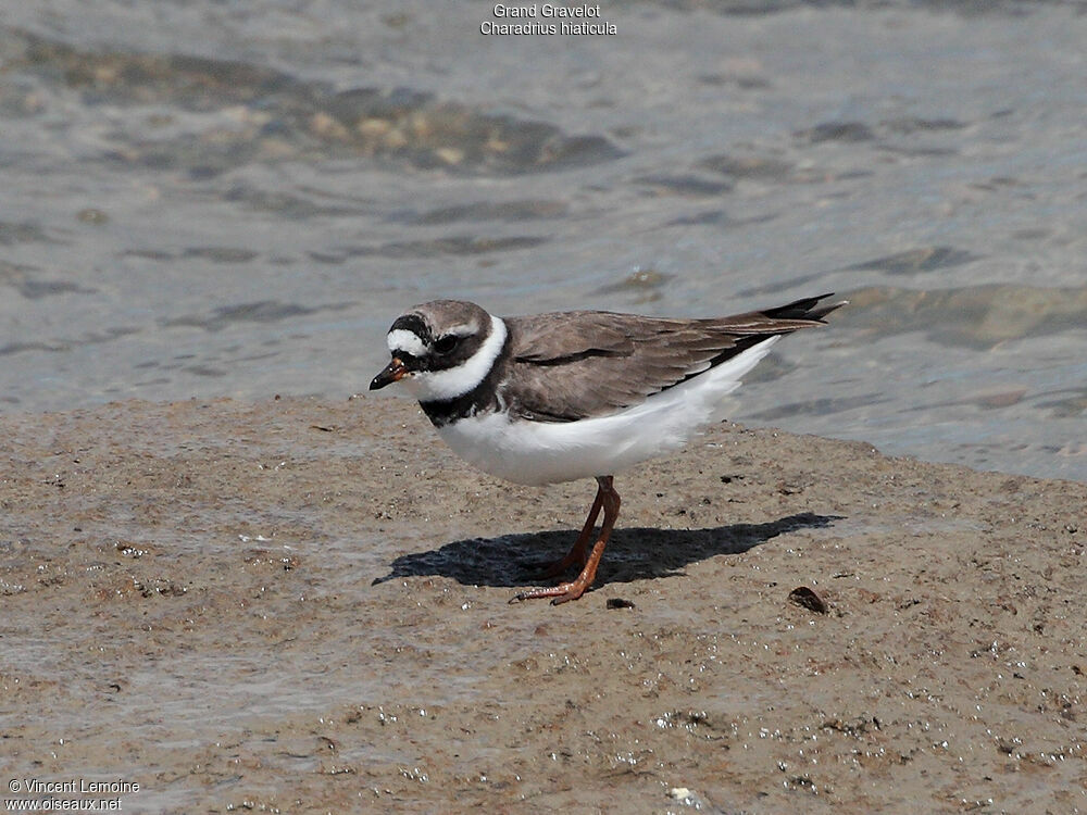 Common Ringed Plover