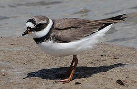 Common Ringed Plover