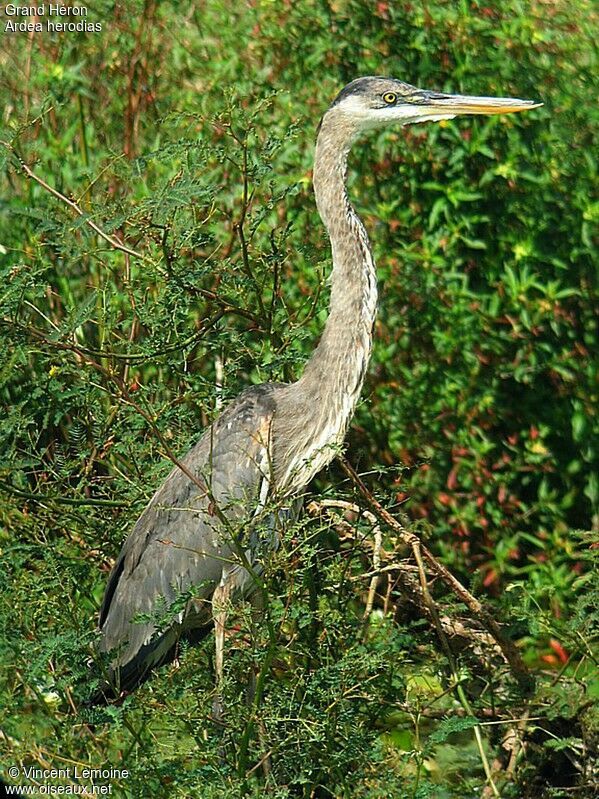 Great Blue Heron