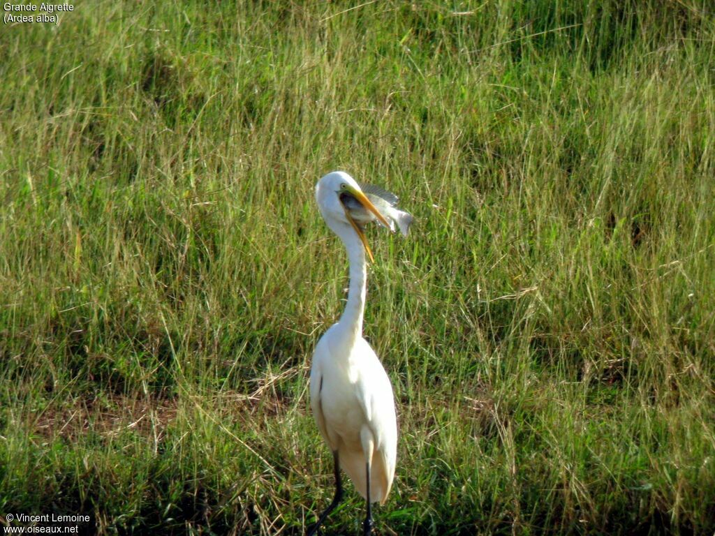 Great Egret, eats