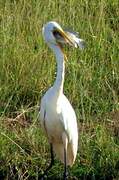 Grande Aigrette