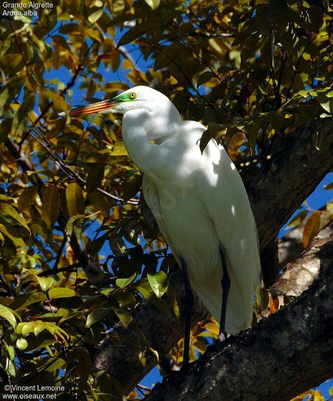 Great Egretadult breeding