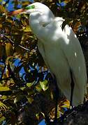 Grande Aigrette