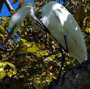 Grande Aigrette