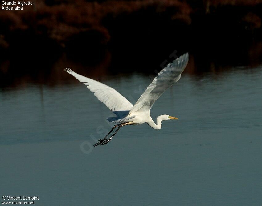 Grande Aigrette