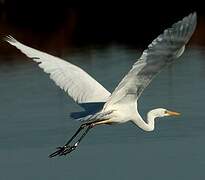 Great Egret