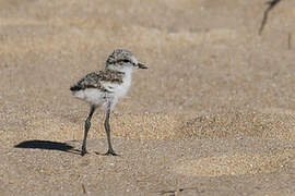 Kentish Plover