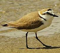 Kentish Plover