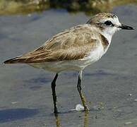 Kentish Plover