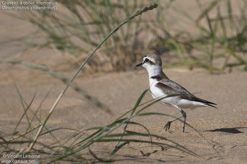 Kentish Plover male adult