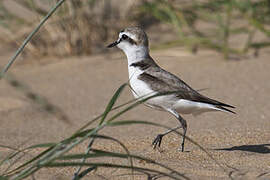 Kentish Plover