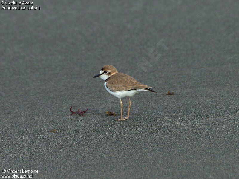 Collared Plover