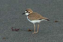 Collared Plover