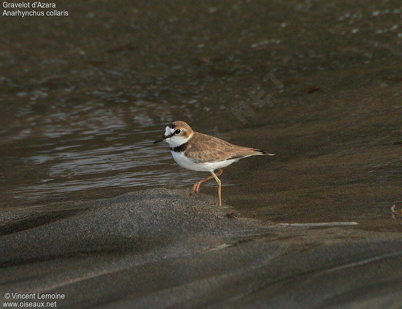 Collared Plover