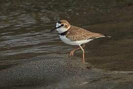 Collared Plover