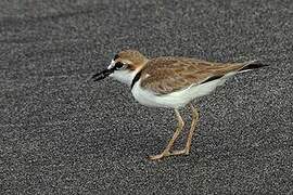 Collared Plover