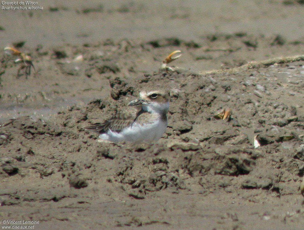 Wilson's Plover