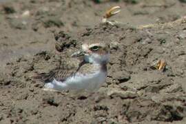 Wilson's Plover