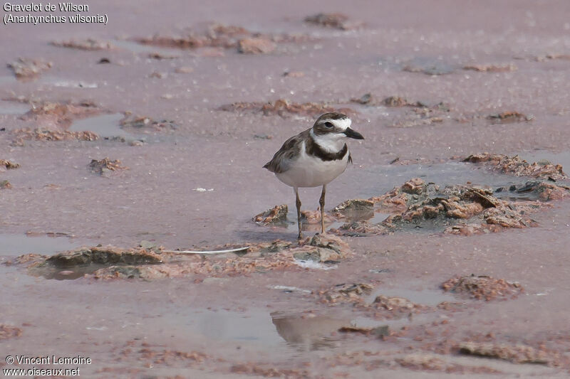 Wilson's Plover