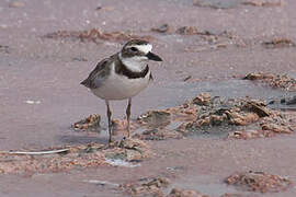 Wilson's Plover