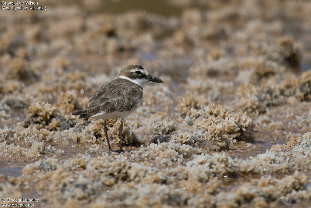 Wilson's Ploveradult, close-up portrait