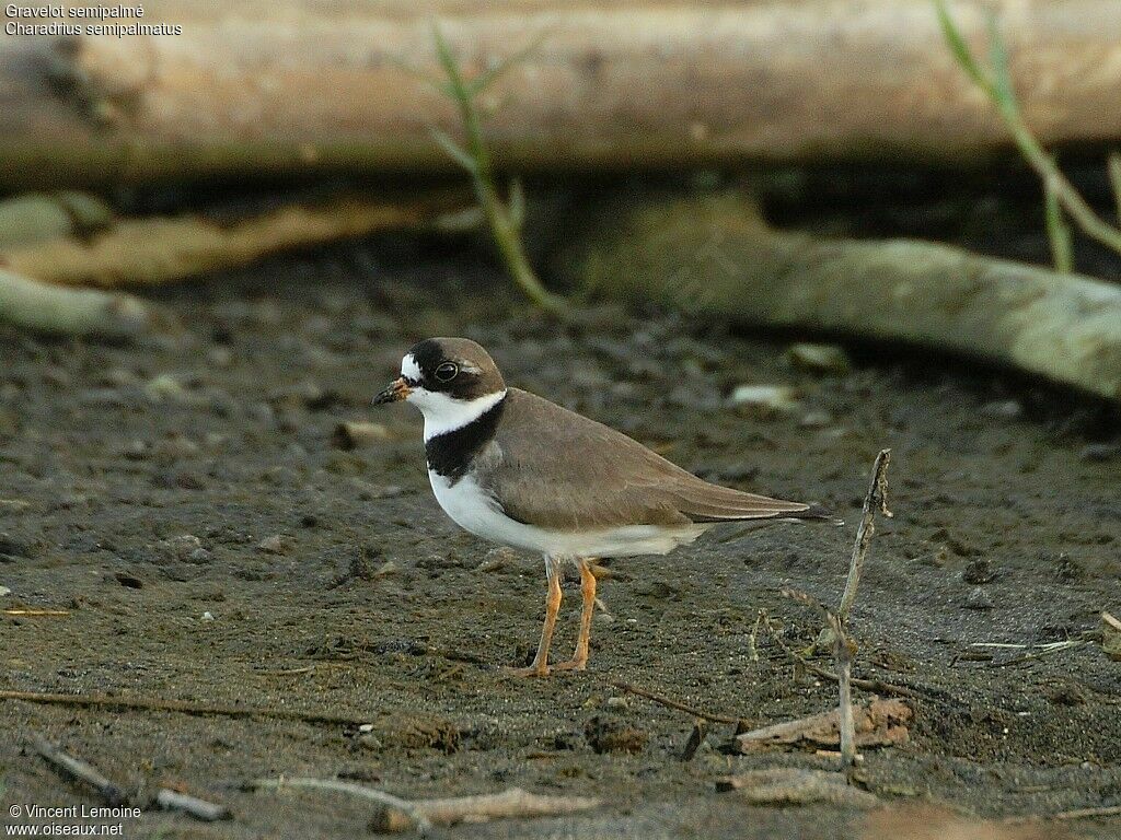 Semipalmated Plover