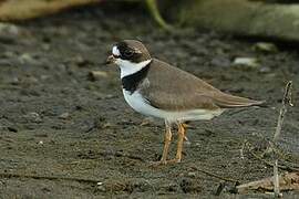 Semipalmated Plover