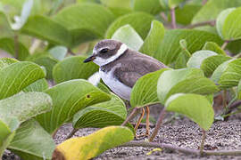 Semipalmated Plover