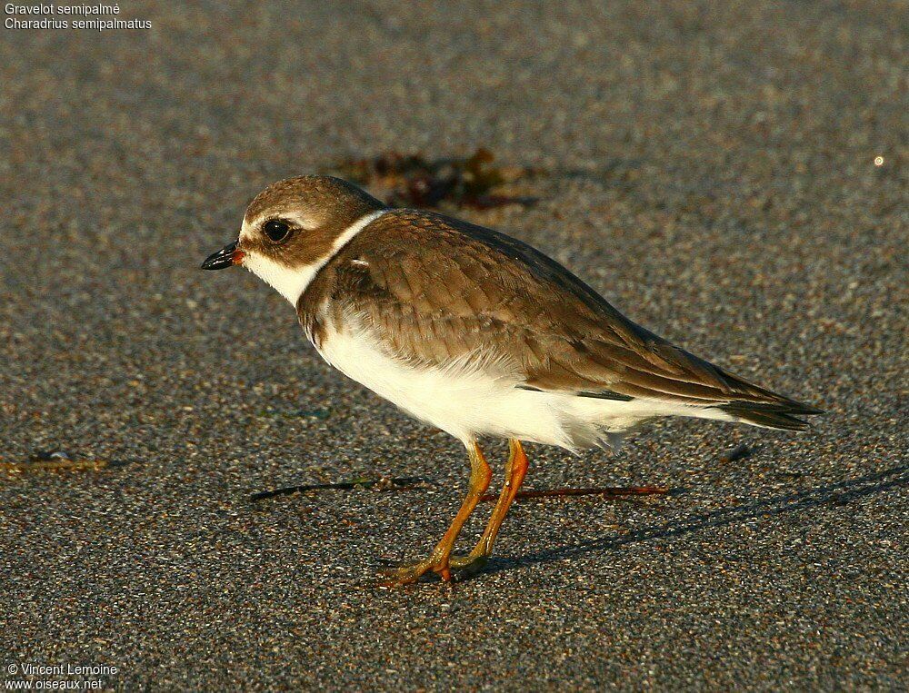 Semipalmated Ploveradult post breeding